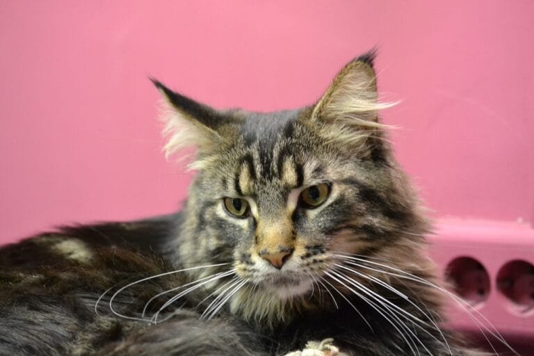 Qual o benefício de ter um gato?