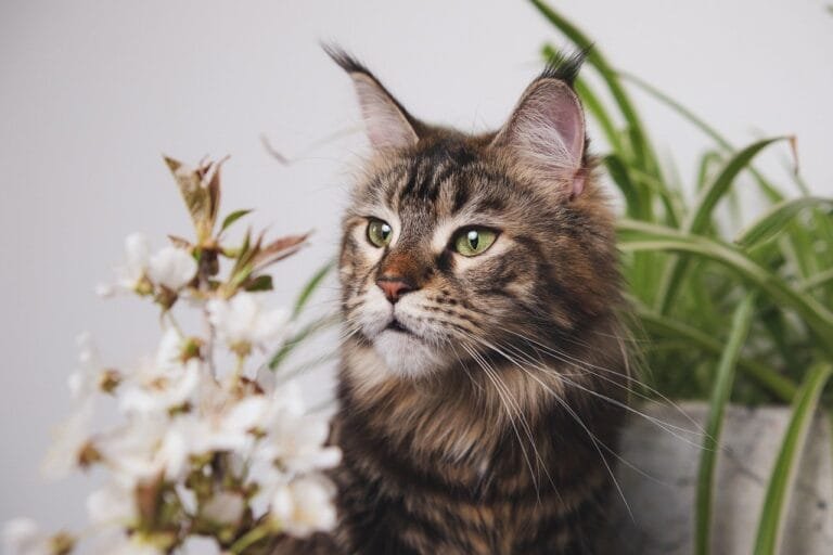 O quê os gatos podem comer além de ração?