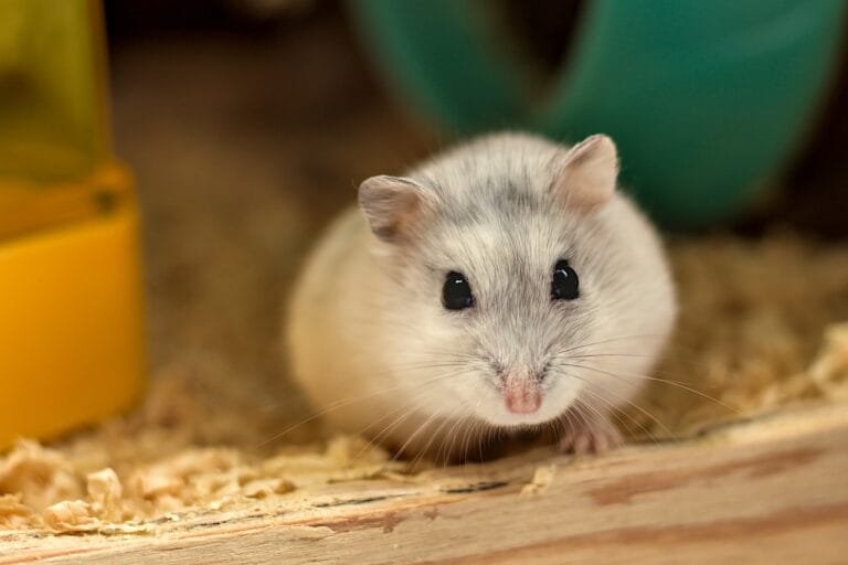 Hamster: O pet perfeito para sua família